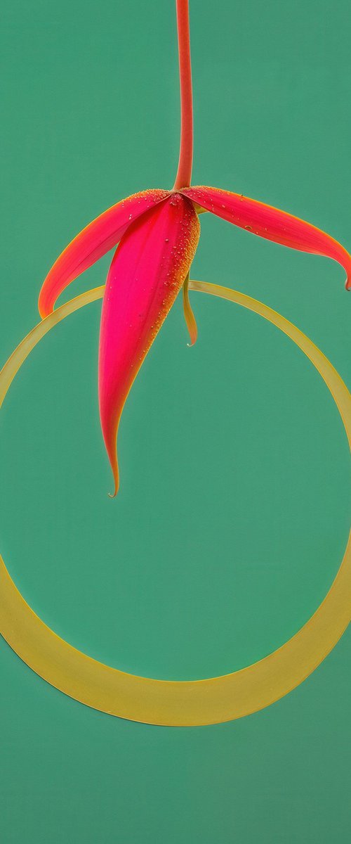 Floral Expressionism V by Richard Gibson