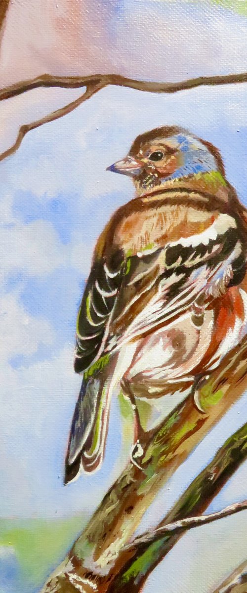Eurasian chaffinch by Anne Zamo