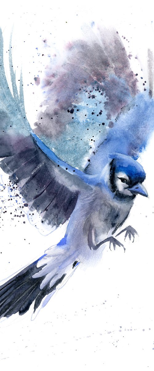 Flying Blue Jay by Olga Tchefranov (Shefranov)