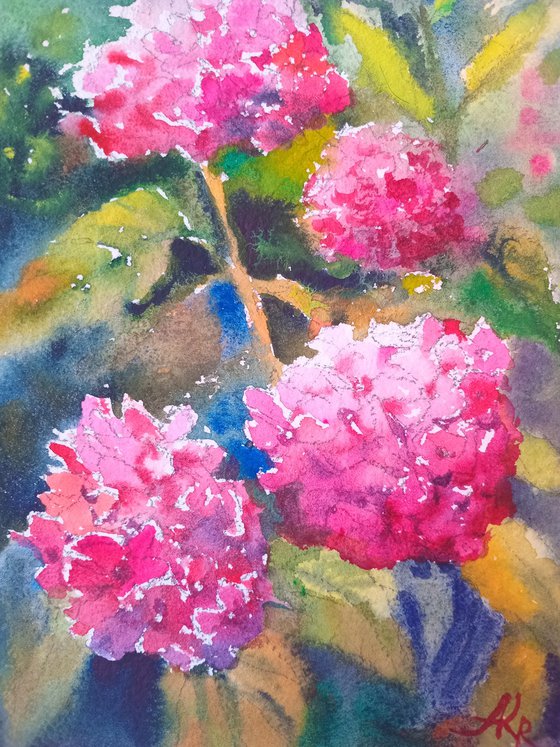 Pink Hydrangeas flowers