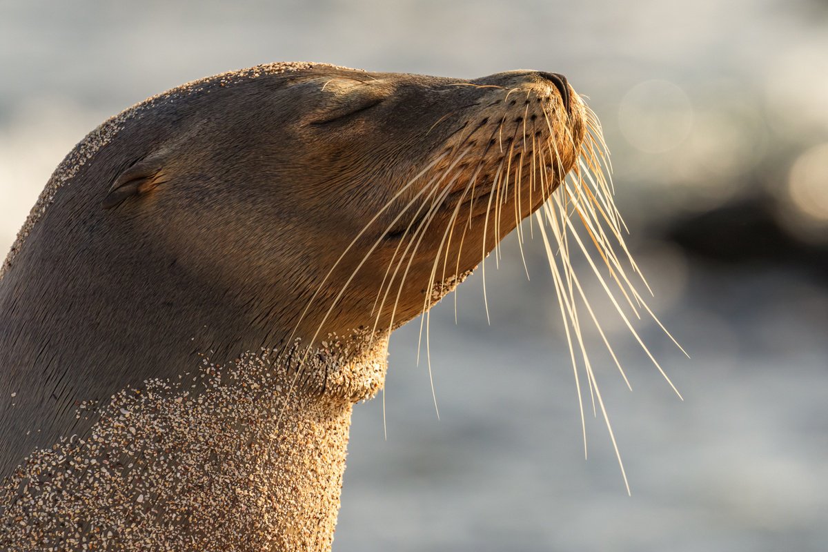 Photorealistic Animal Photograph By Remi Carbonaro, 24 X 16", Serenite, Original Artwork