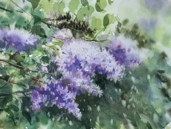 Lilac
