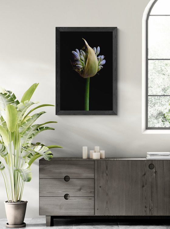 Flowering Agapanthus