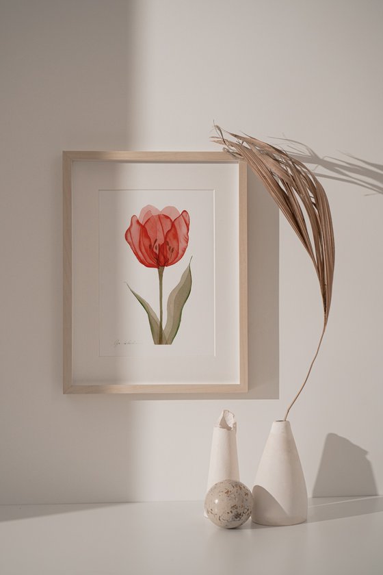 Xray Red Tulip