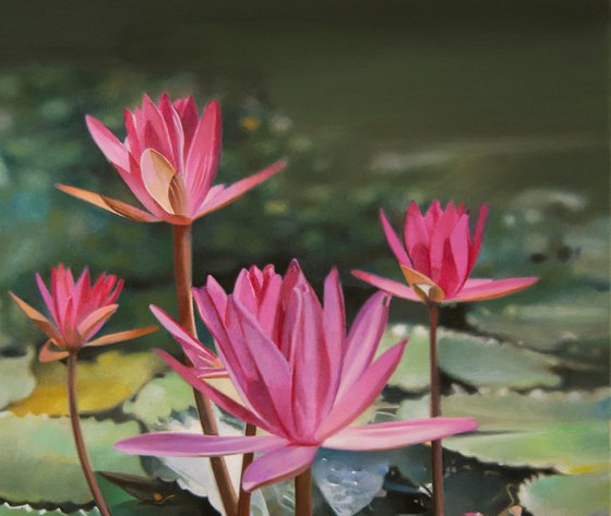 Water lilies