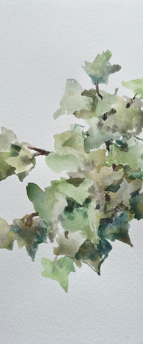 Garden ivy. Original watercolour painting. 2020 by Elena Klyan