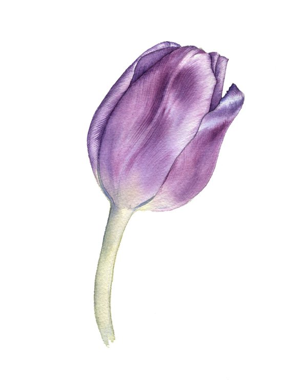 Lilac tulip