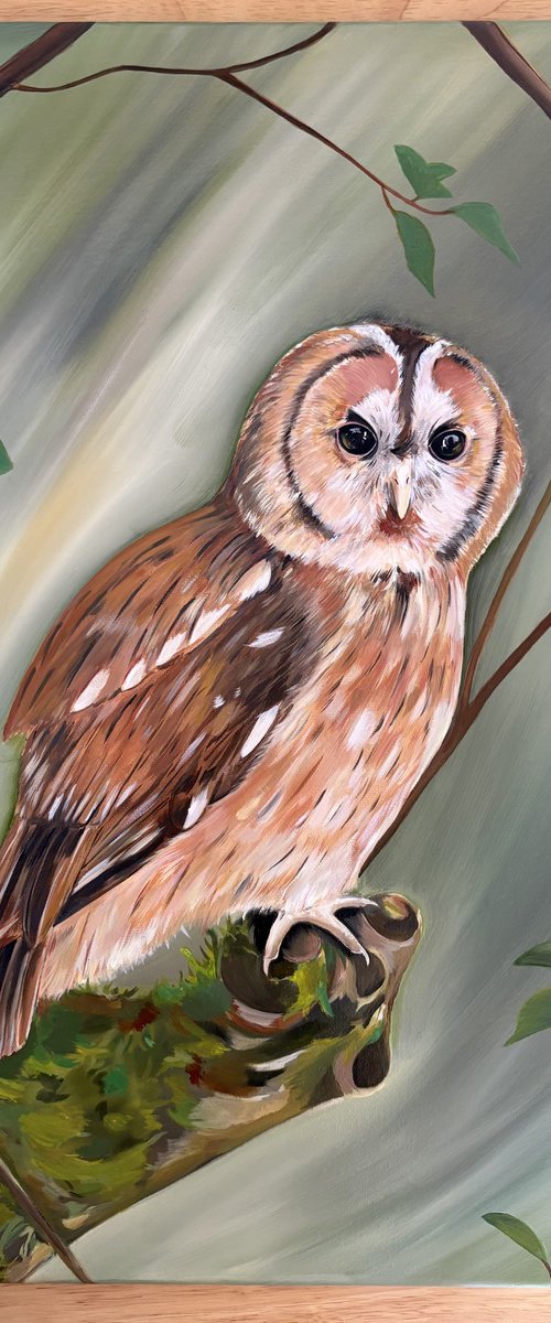Tawny owl on a branch by Bethany Taylor
