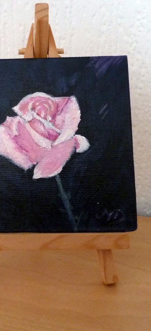 Pink Rose by Margaret Denholm