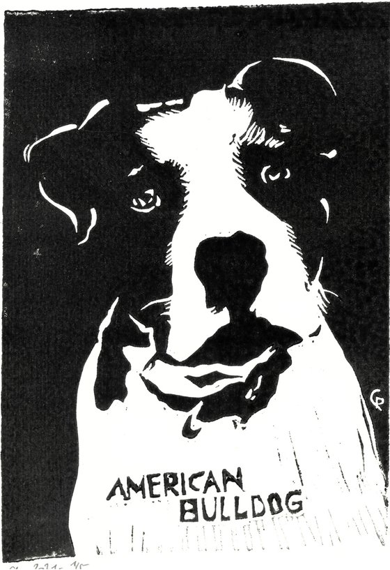 Dogs - Ameriucan Bulldog