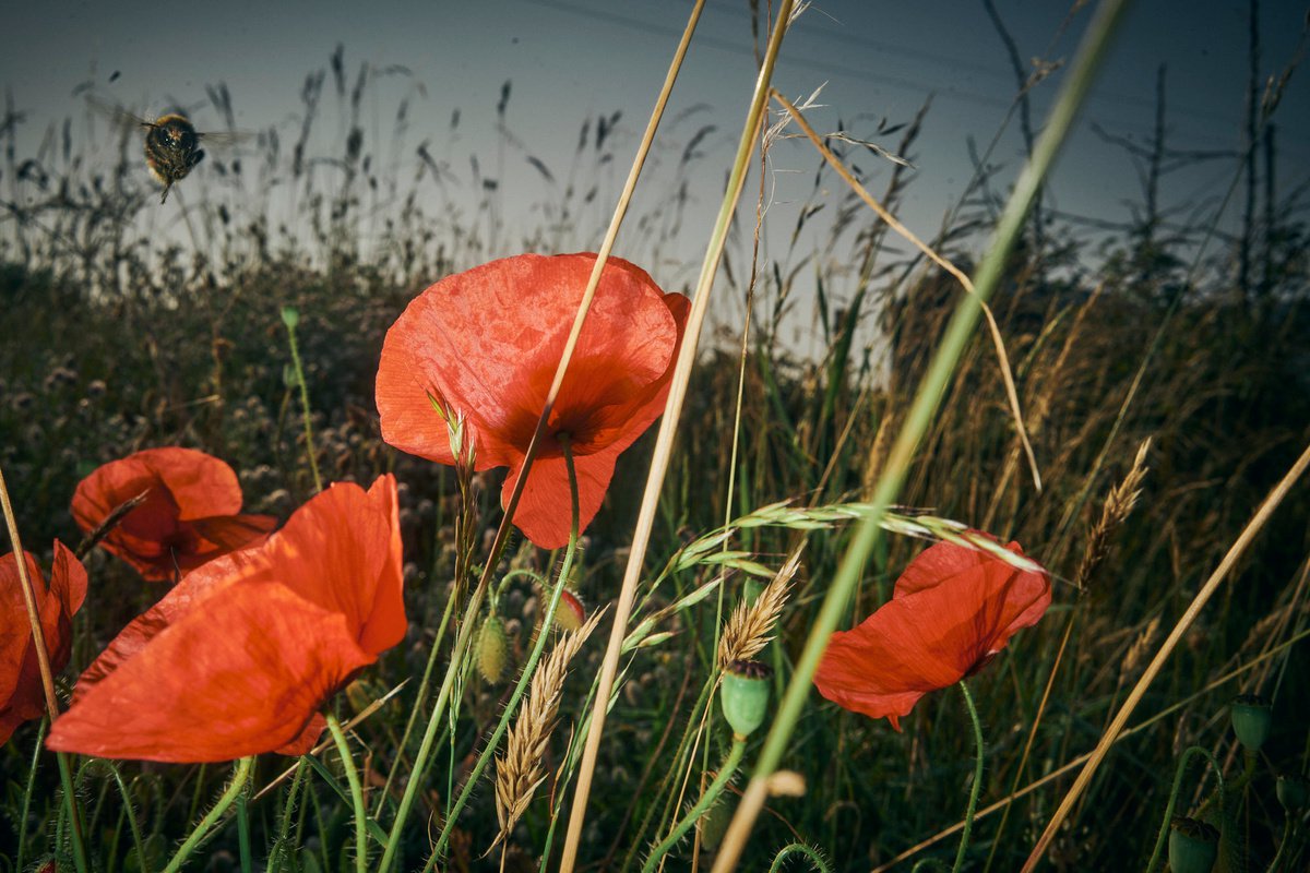 Nuclear Summer by Oana M. Bakovic