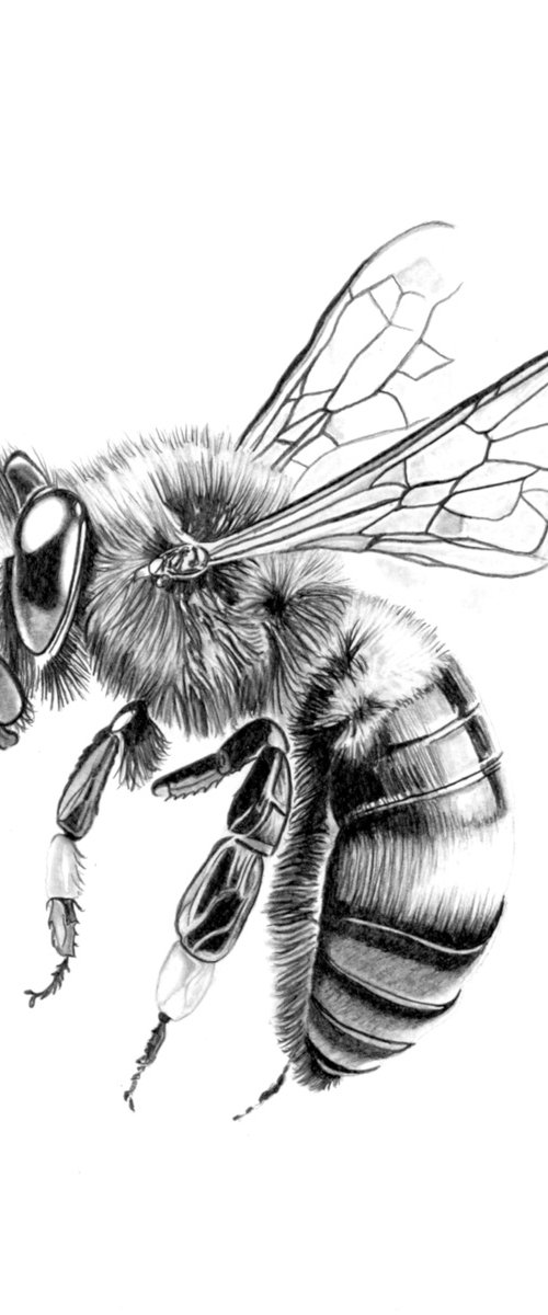 Bee in Pencil by Paul Stowe