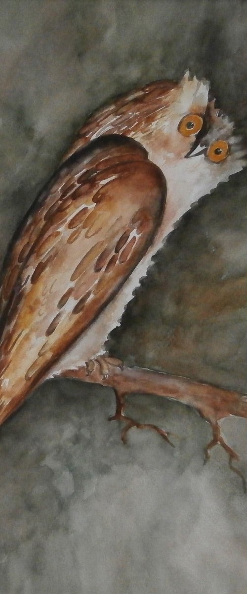 OWL by Zoran Mihajlović Muza