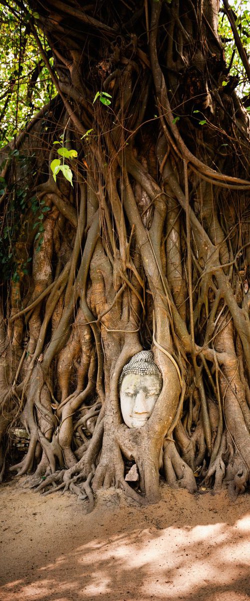 Embraced Buddha Head, Ayutthaya by Tom Hanslien