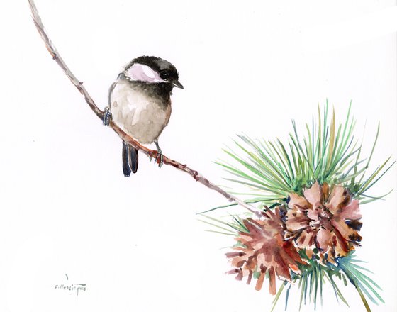 Chickadee Bird