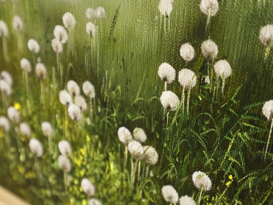 Dandelion Meadow at Sunrise