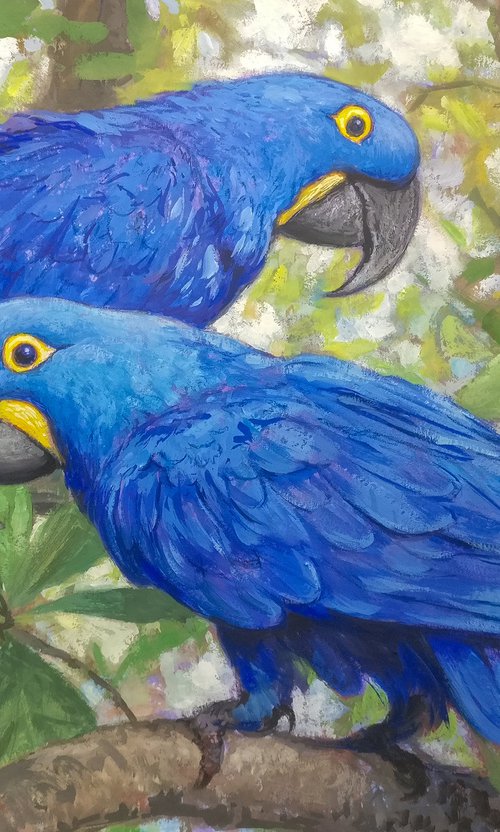 Hyacinth Macaws by Gabriel Hermida