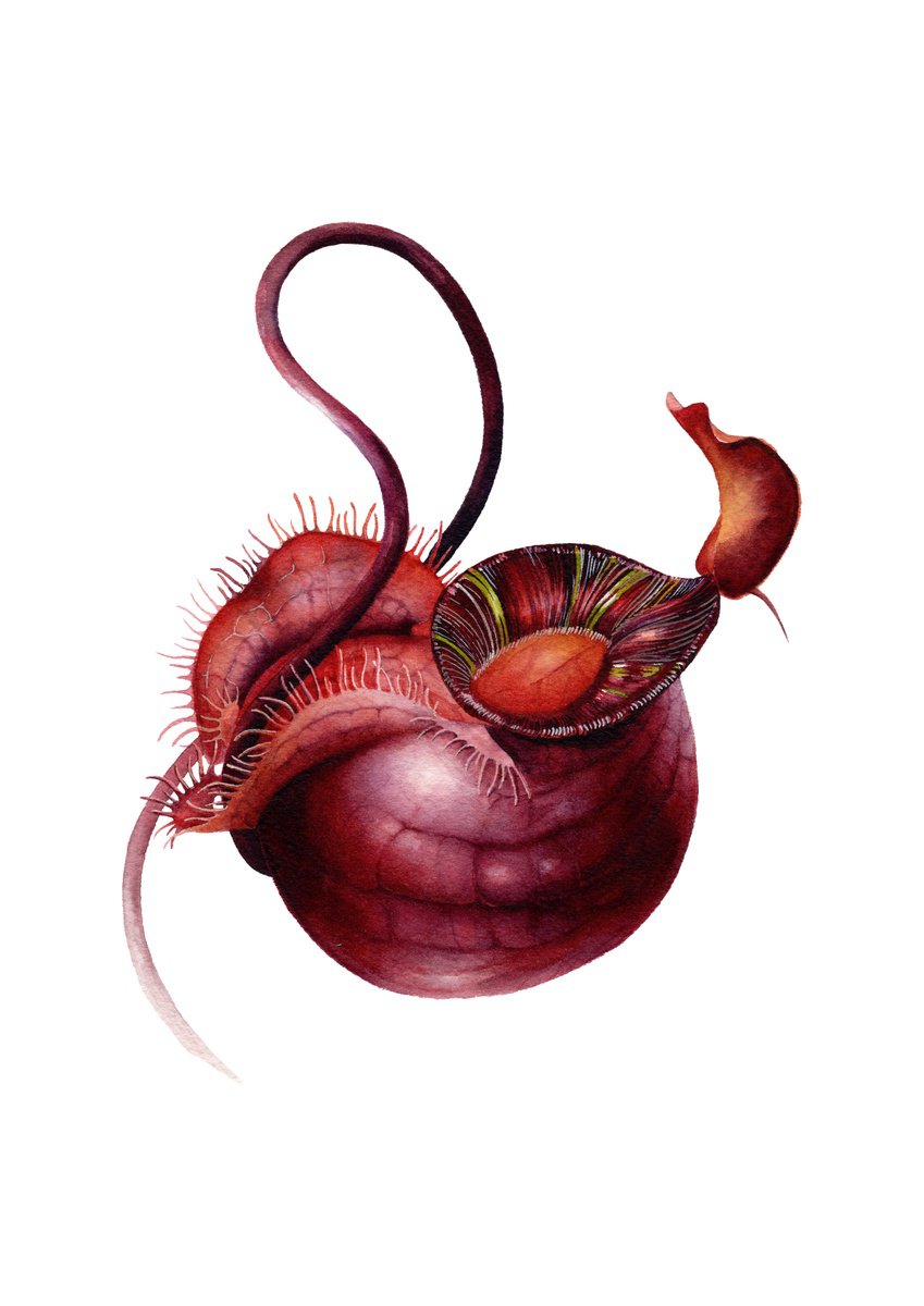 Photorealistic Botanical Watercolour By Katya Shiova, 9 X 12", Nepenthes Mirabilis, Original Artwork