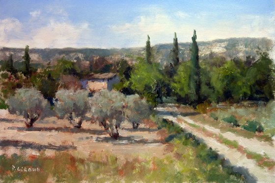 Olive Trees near Lourmarin