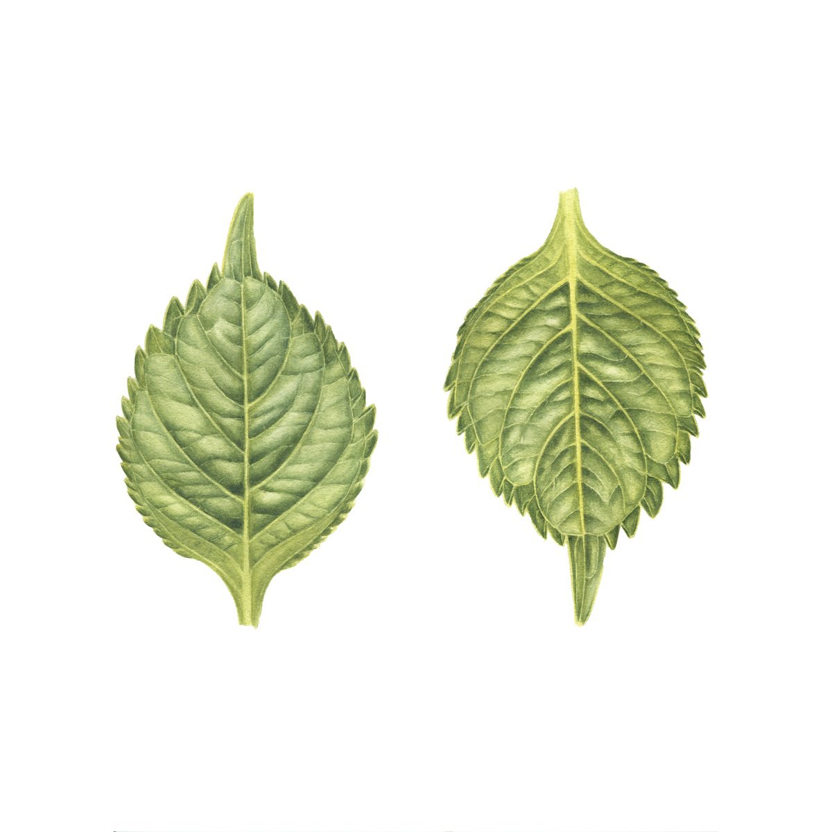 Green leaves of Hydrangea by Alona Hrinchuk
