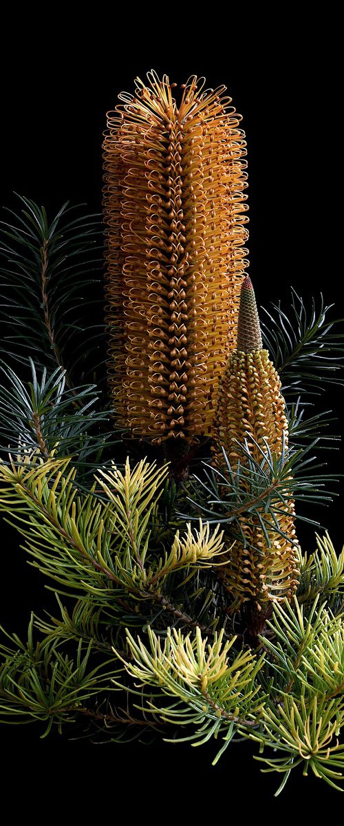 Banksia Ericifolia x Spinulosa by Nadia Culph