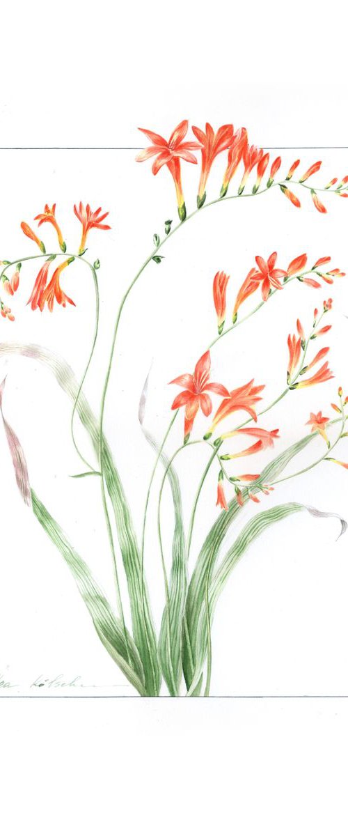 Red Crocosmia by Olga Koelsch