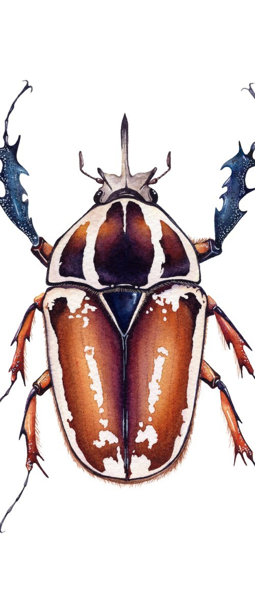 Mecynorhina torquata ugandensis, the Giant African Flower Beetle, flamy&violet male form by Katya Shiova