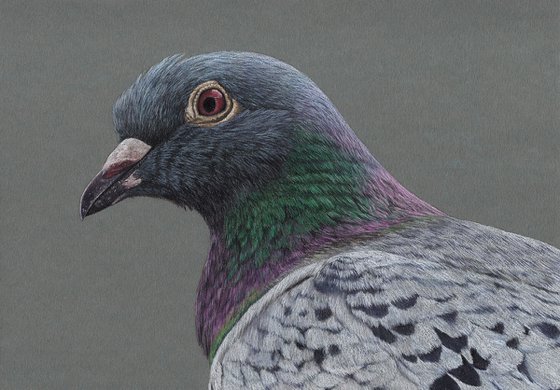 Original pastel drawing bird "Pigeon"