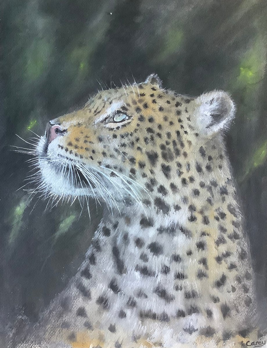 Leopard by Darren Carey