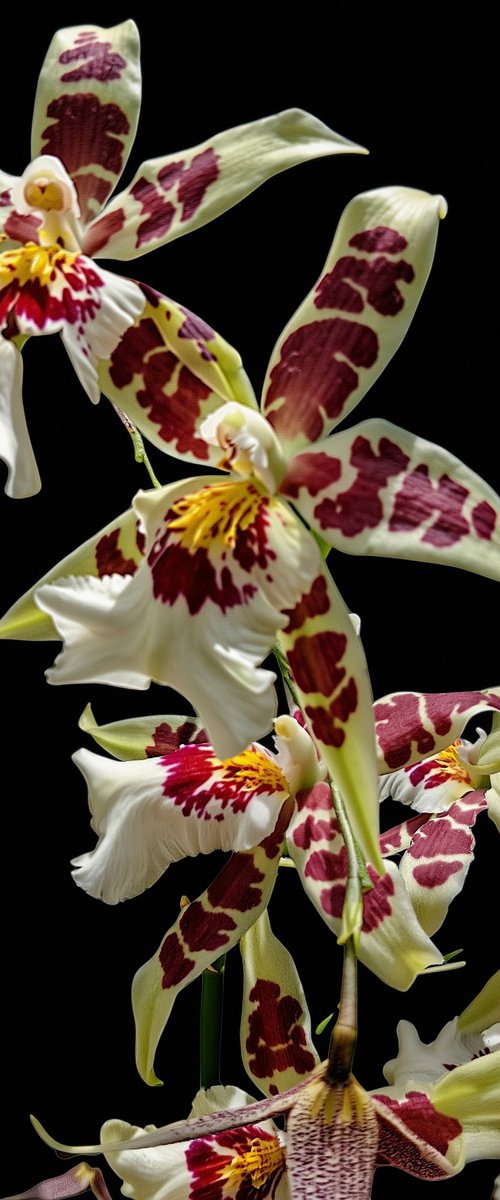 Scarlet Bloom Orchid by Chotipah