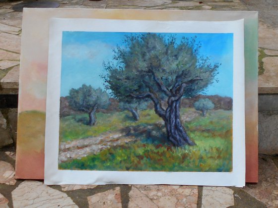 Olive trees