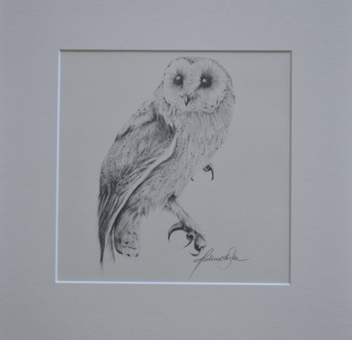 Barn Owl #3 by Maja Tulimowska - Chmielewska