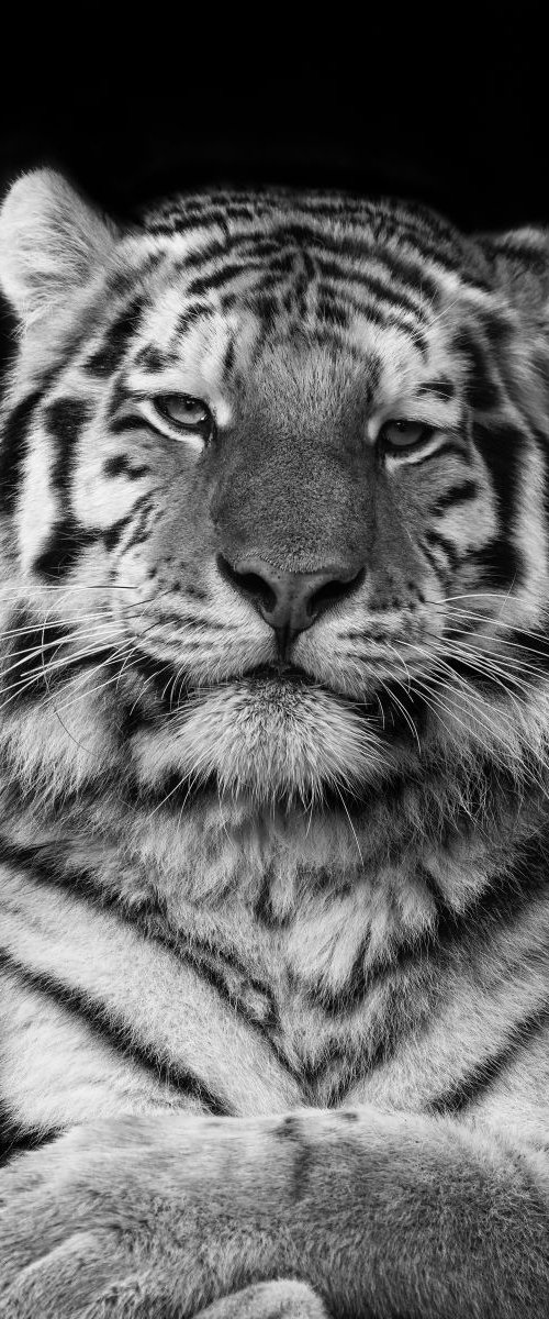 Siberian Tiger by Paul Nash