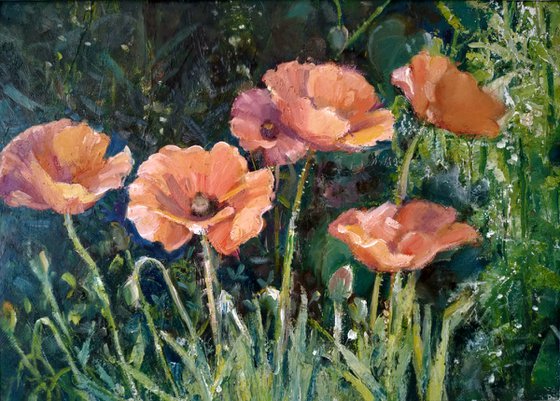 Poppies