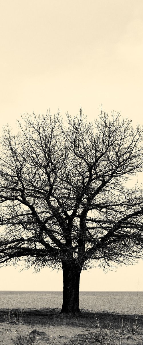Sometimes a Tree is Just a Tree by Robert Tolchin