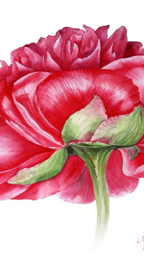 Red Peony by Olga Koelsch