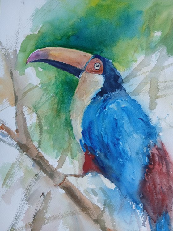 Toucan 5