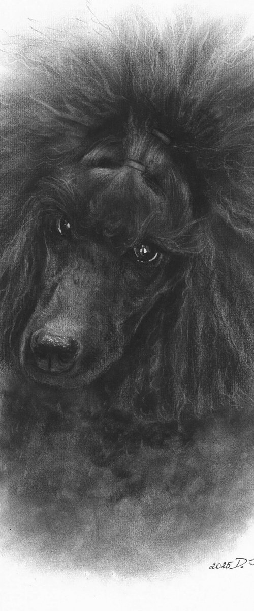 Black Poodle by Danguole Serstinskaja