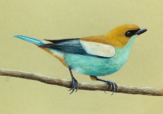 Original pastel drawing "Chestnut-backed tanager"