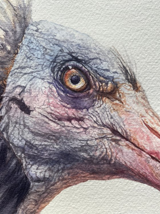 Northern bald Ibis 2