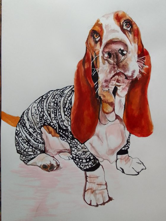 Basset Hound