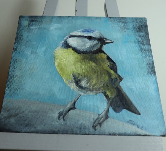 Lockdown's Morning Chorus Series - Blue Tit 2