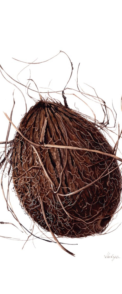 Cocos nucifera, the Coconut by Katya Shiova