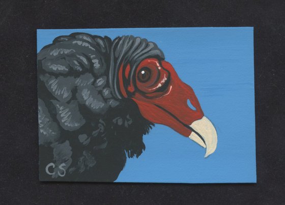 ACEO ATC Original Miniature Painting Turkey Vulture Bird Wildlife Art-Carla Smale