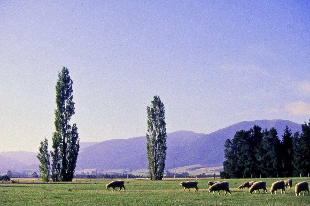 Photorealistic Photograph , Grazing On The Canterbury Plain By Alex Cassels, 24 X 17, Artwork For Sale On Artfinder