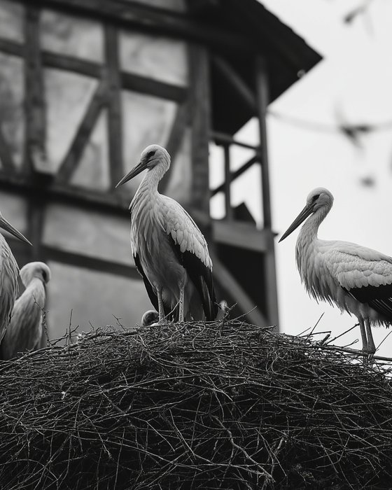 Storks on a roof B0805K
