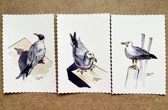 Sly seagulls. Postcards