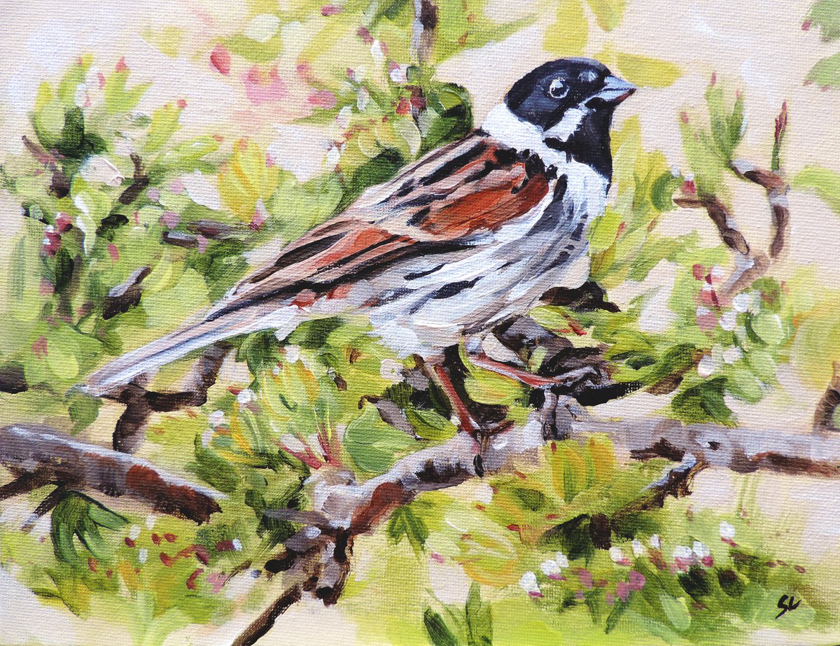 Reed Bunting in Hawthorn by Sheila Chapman
