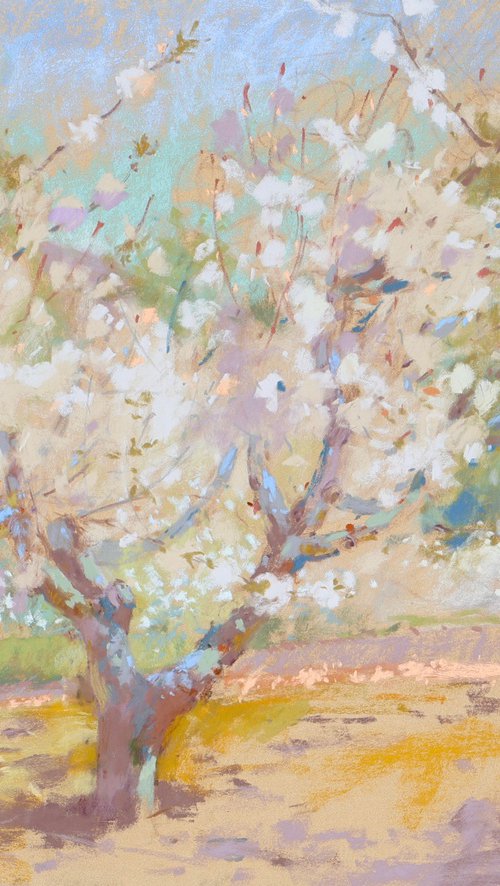 Cherry blossoms by Victoria Ramanovich