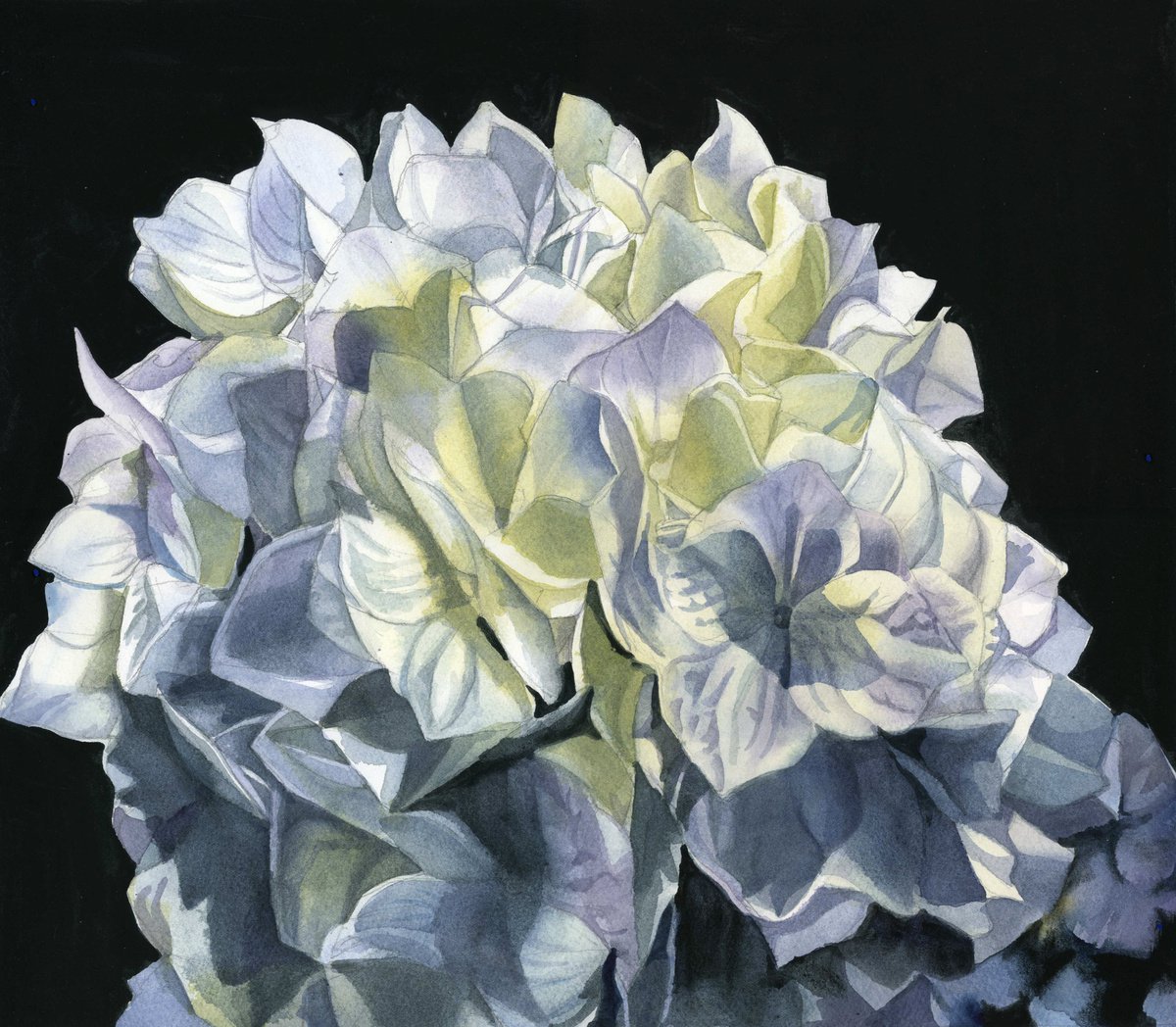 blue hydrangea by Alfred  Ng